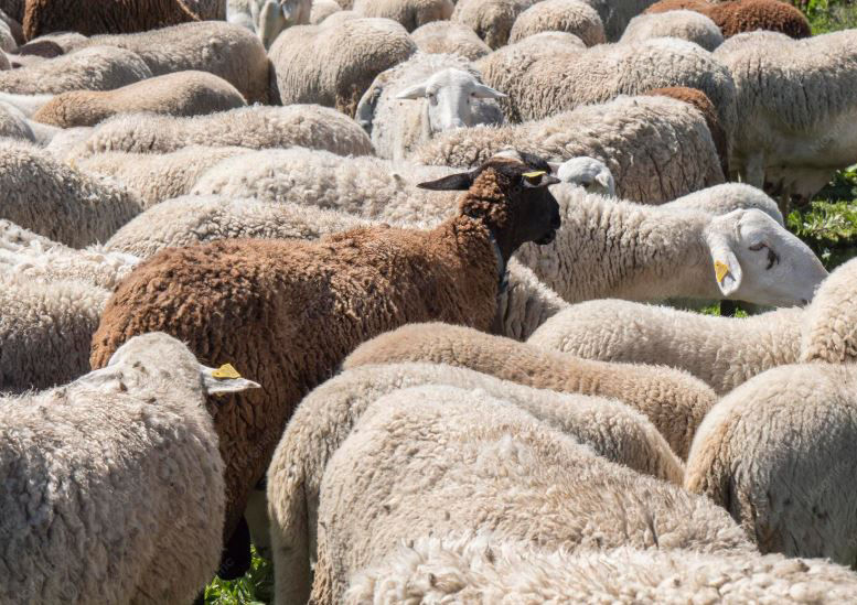 Lanza Desarrollo Rural convocatoria para la adquisición de borregos