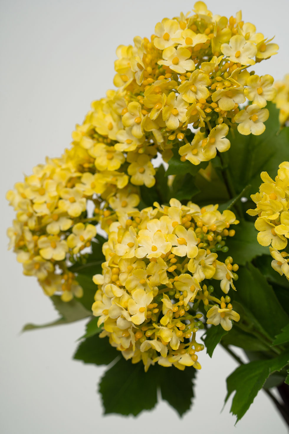 縮圖：[多色]玉繡球_M026