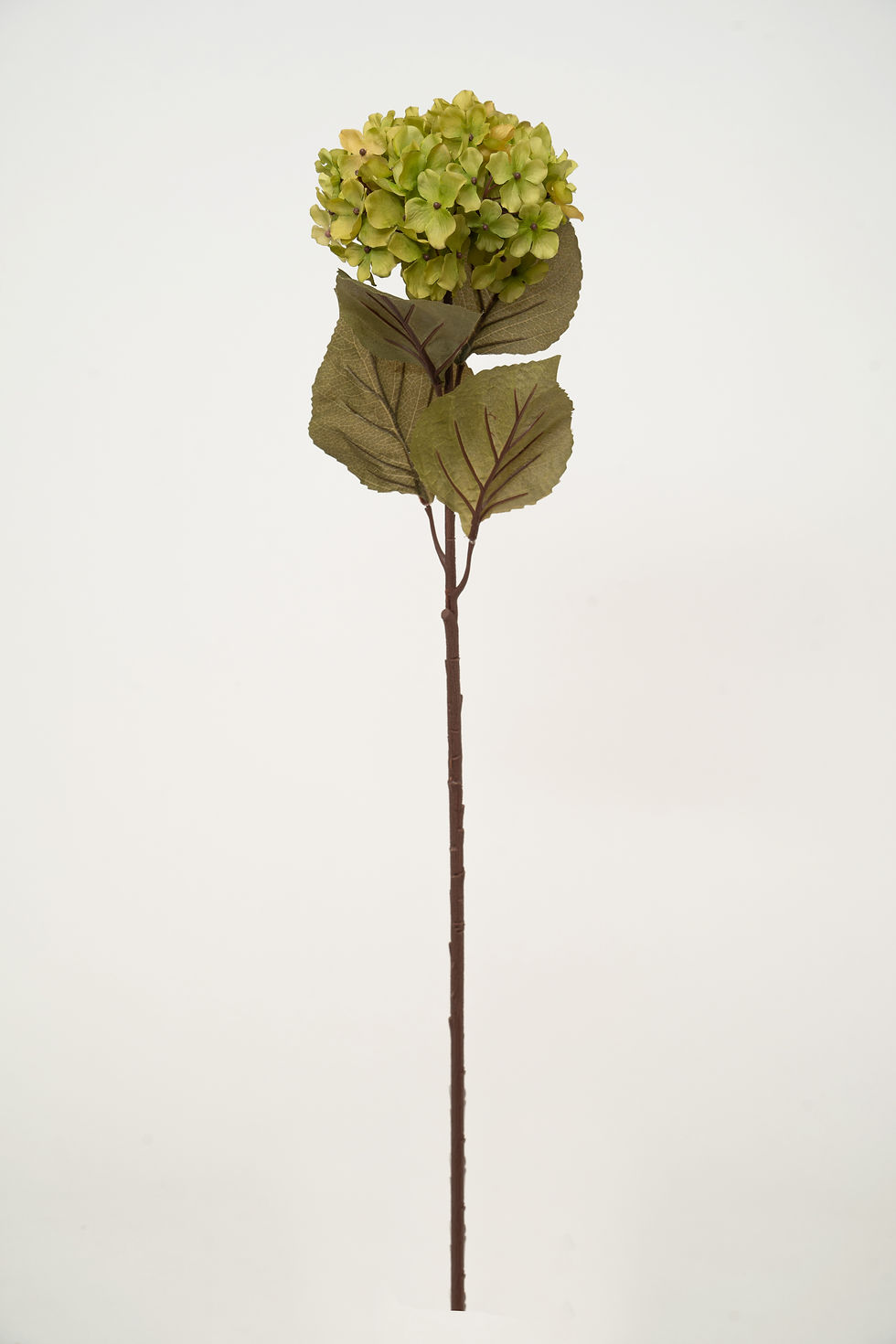 縮圖：繡球_22A368