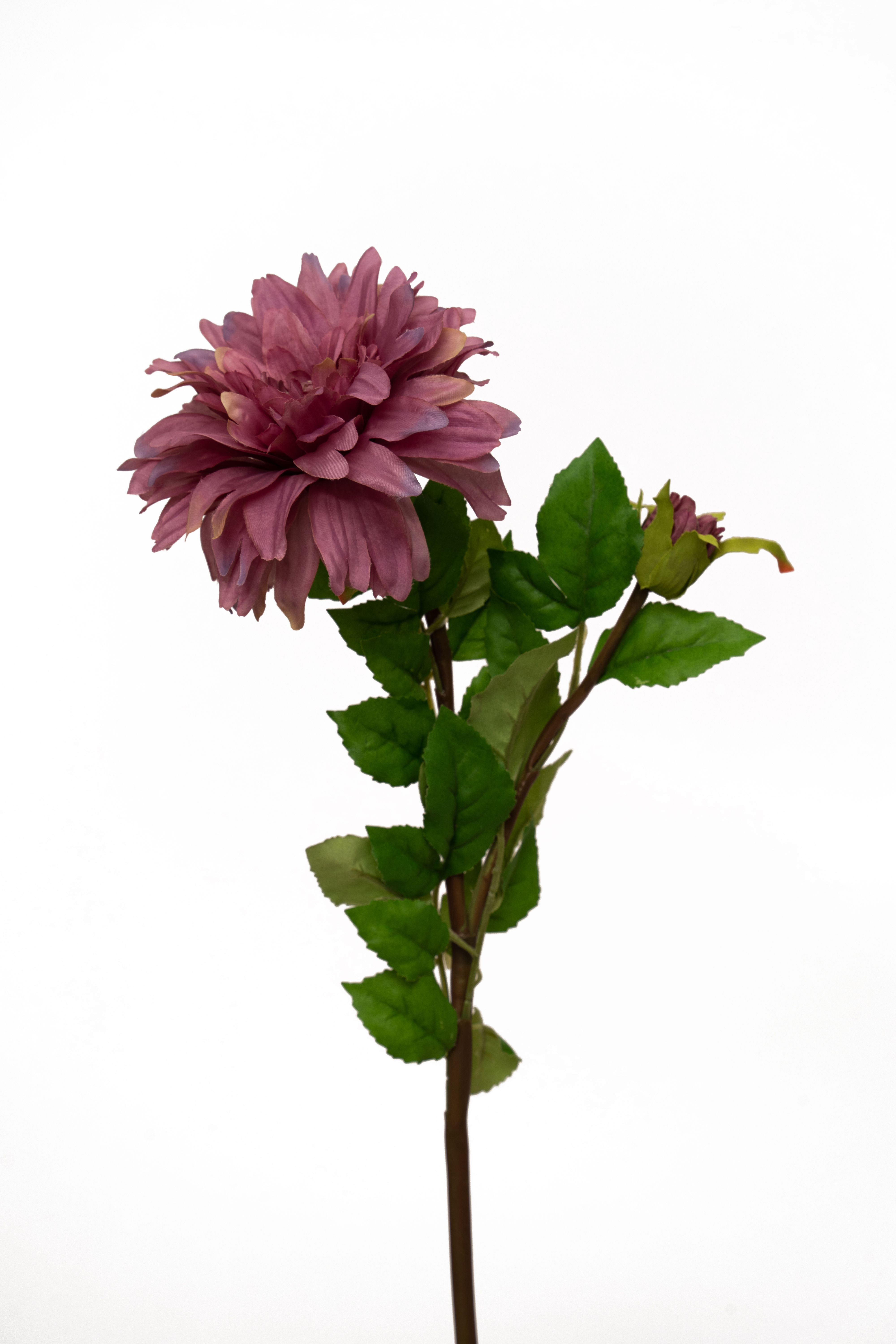 大麗花|大理花_22A496