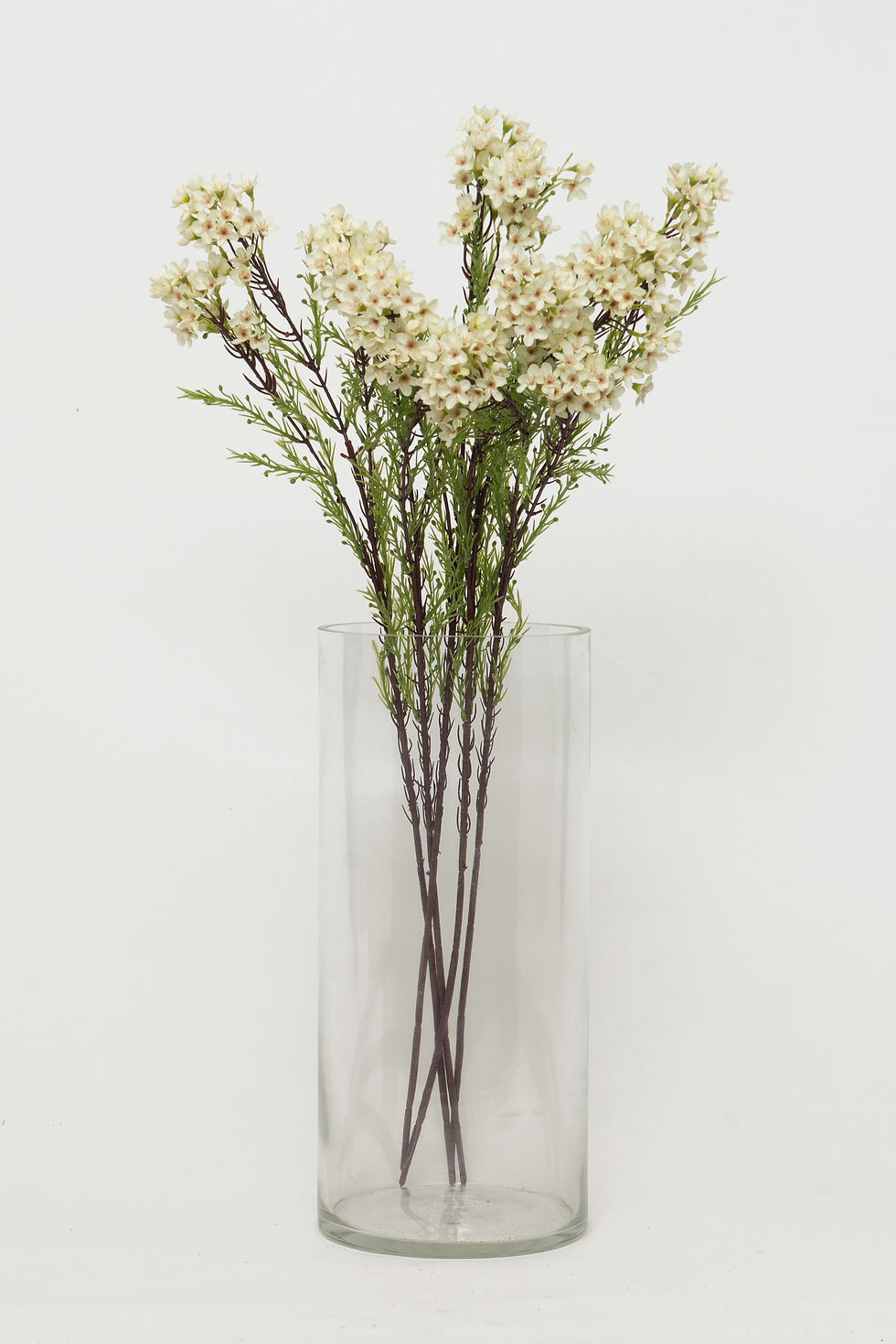 縮圖：[多色]蠟梅_M031