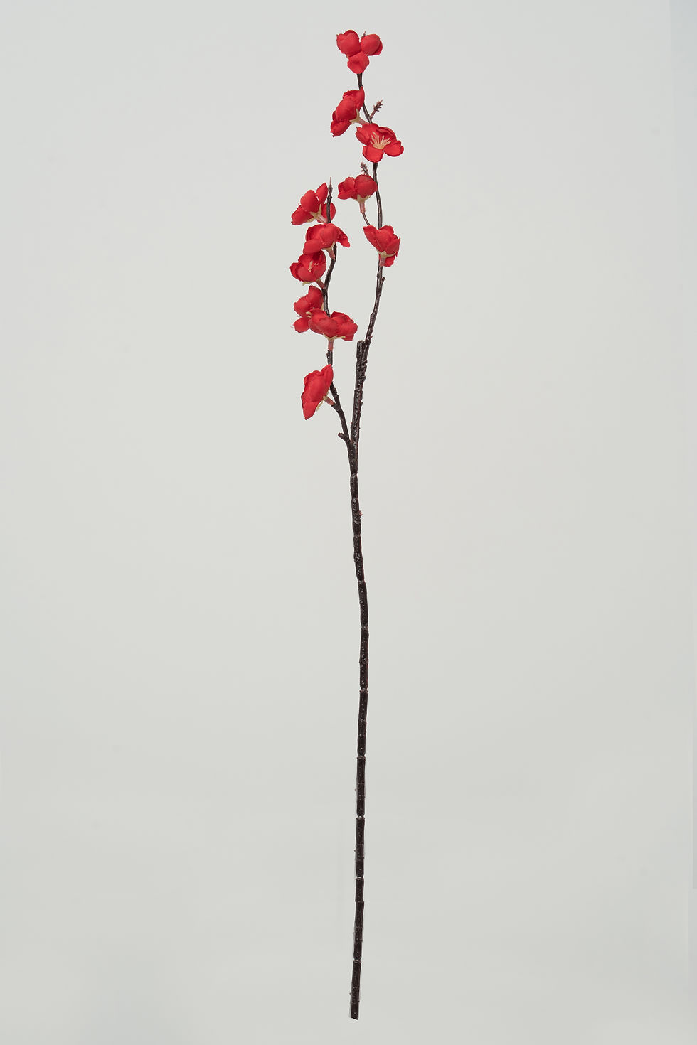 縮圖：梅花_22A117