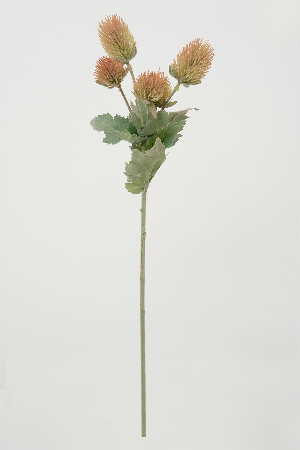 縮圖：高麻｜刺芹_22A125