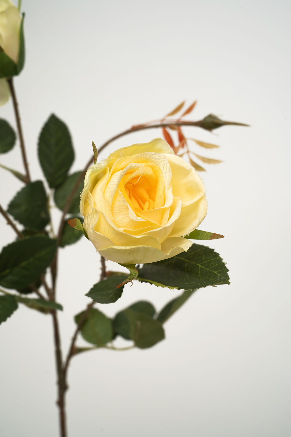 縮圖：[多色]玫瑰_M020