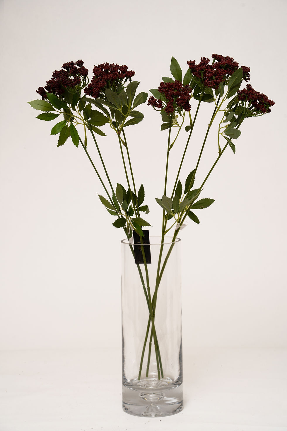 縮圖：茴香_22A513