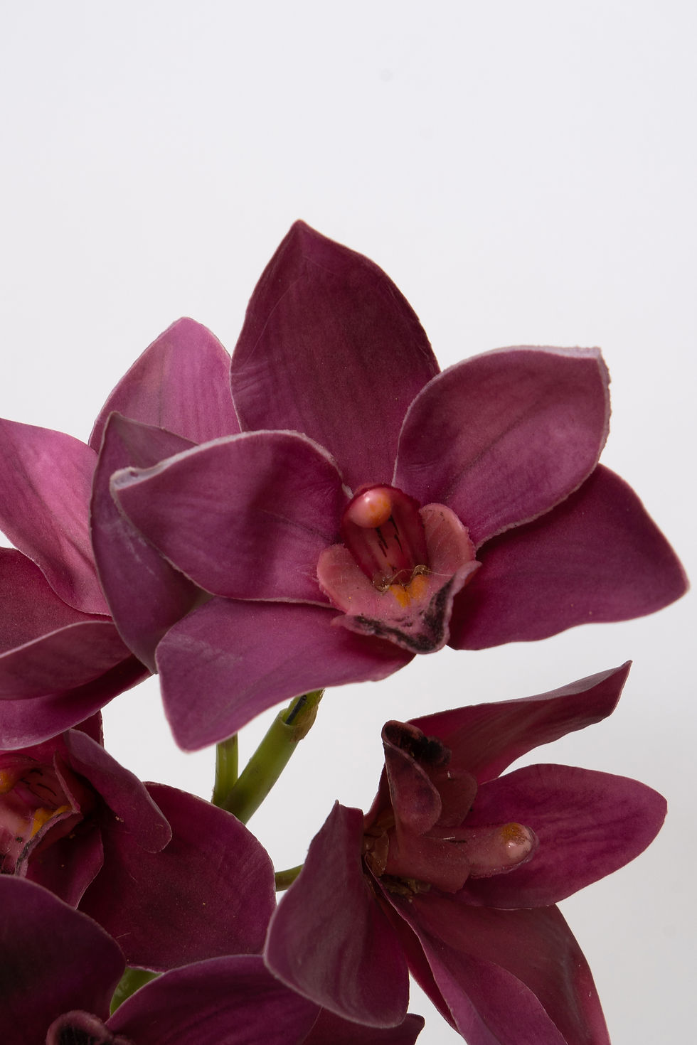 縮圖：[多色]蕙蘭_M053