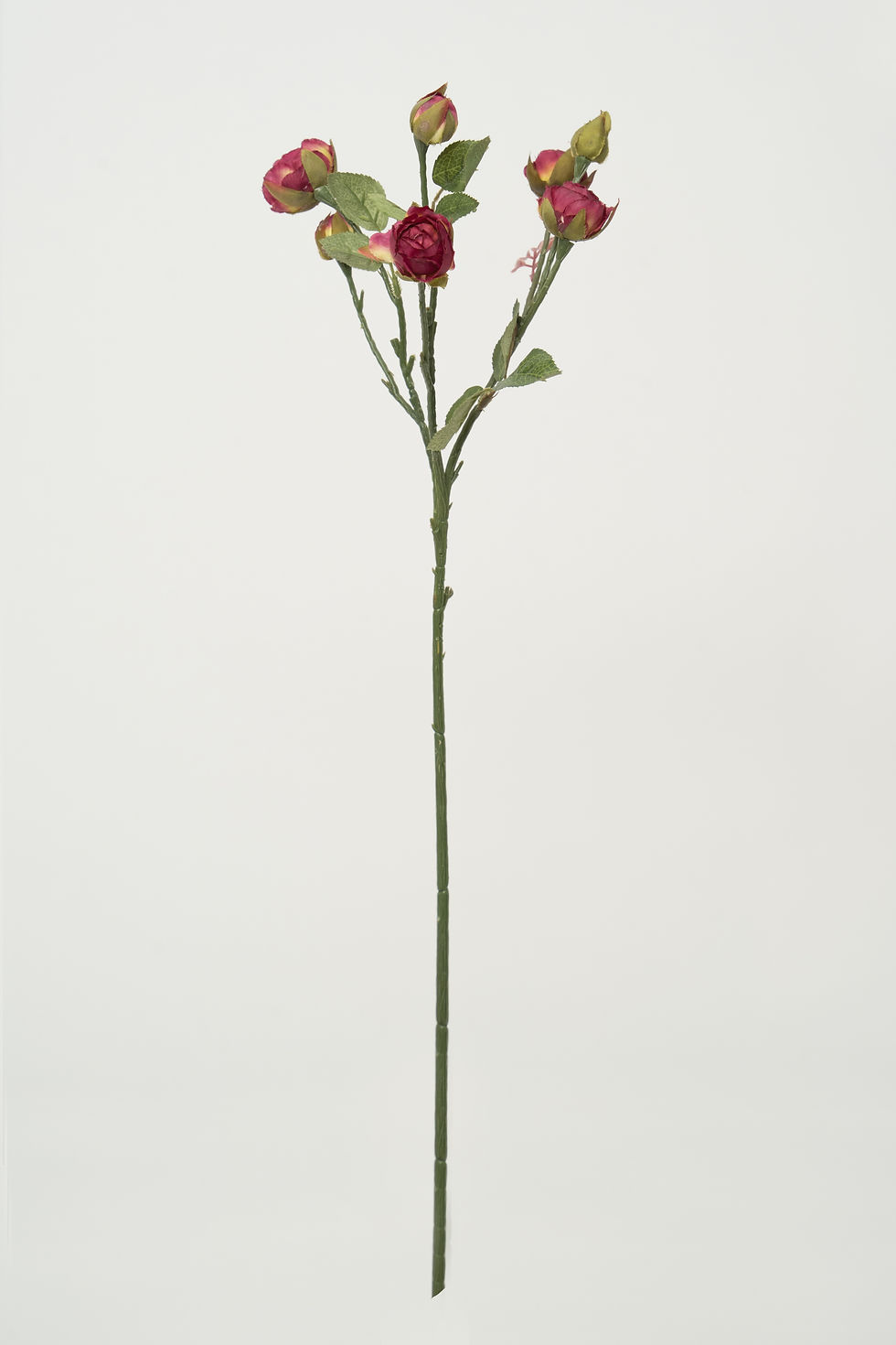 縮圖：玫瑰_22A088