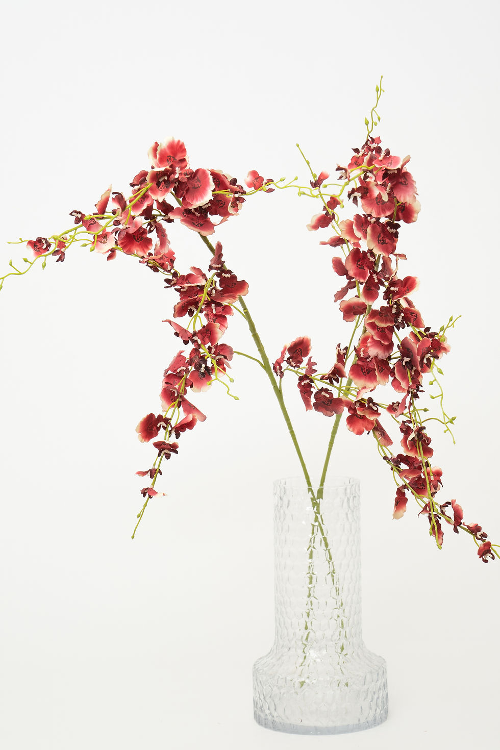 縮圖：跳舞蘭_22A080