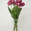 縮圖：鬱金香_22A089