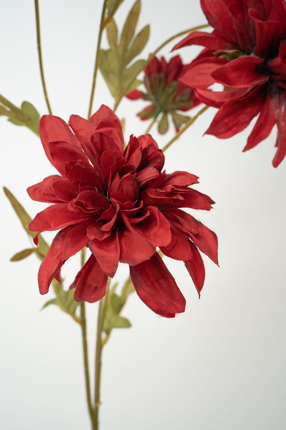 縮圖：大麗花|大理花_22A152