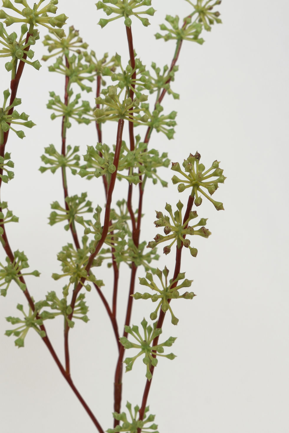 縮圖：[多色]尤加利籽_M033