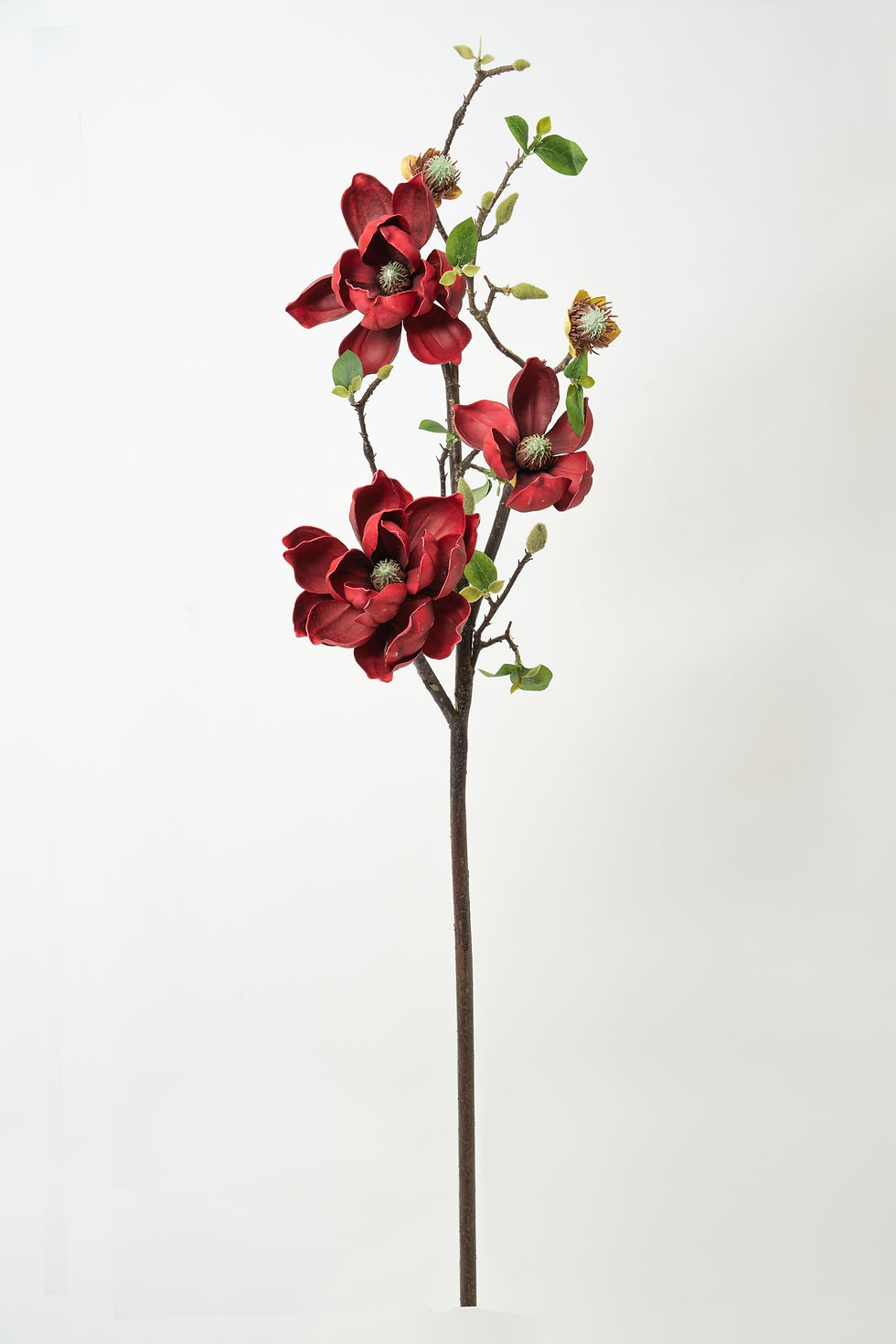 縮圖：玉蘭_22A142