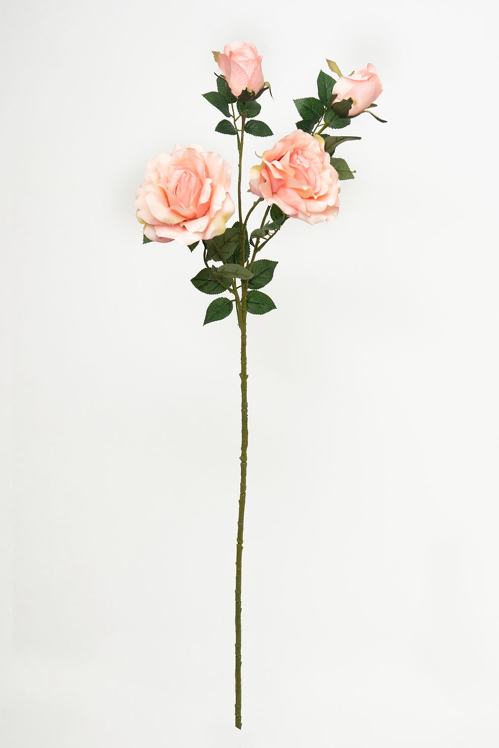 縮圖：玫瑰_22A238