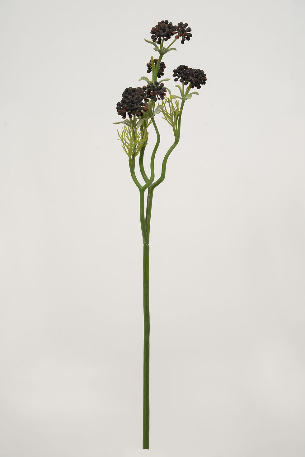 縮圖：小莓果_22A306