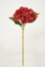 縮圖：繡球花_22A061