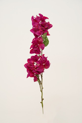 三角梅_22A340 | Sweetpea Market