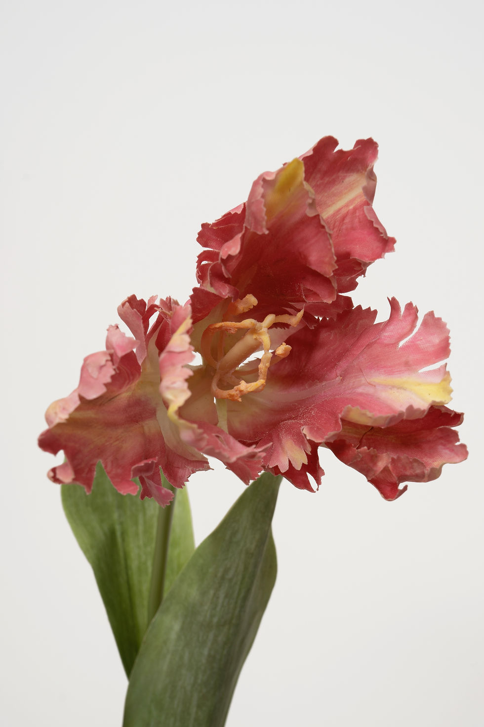 縮圖：[多色]鬱金香_M023