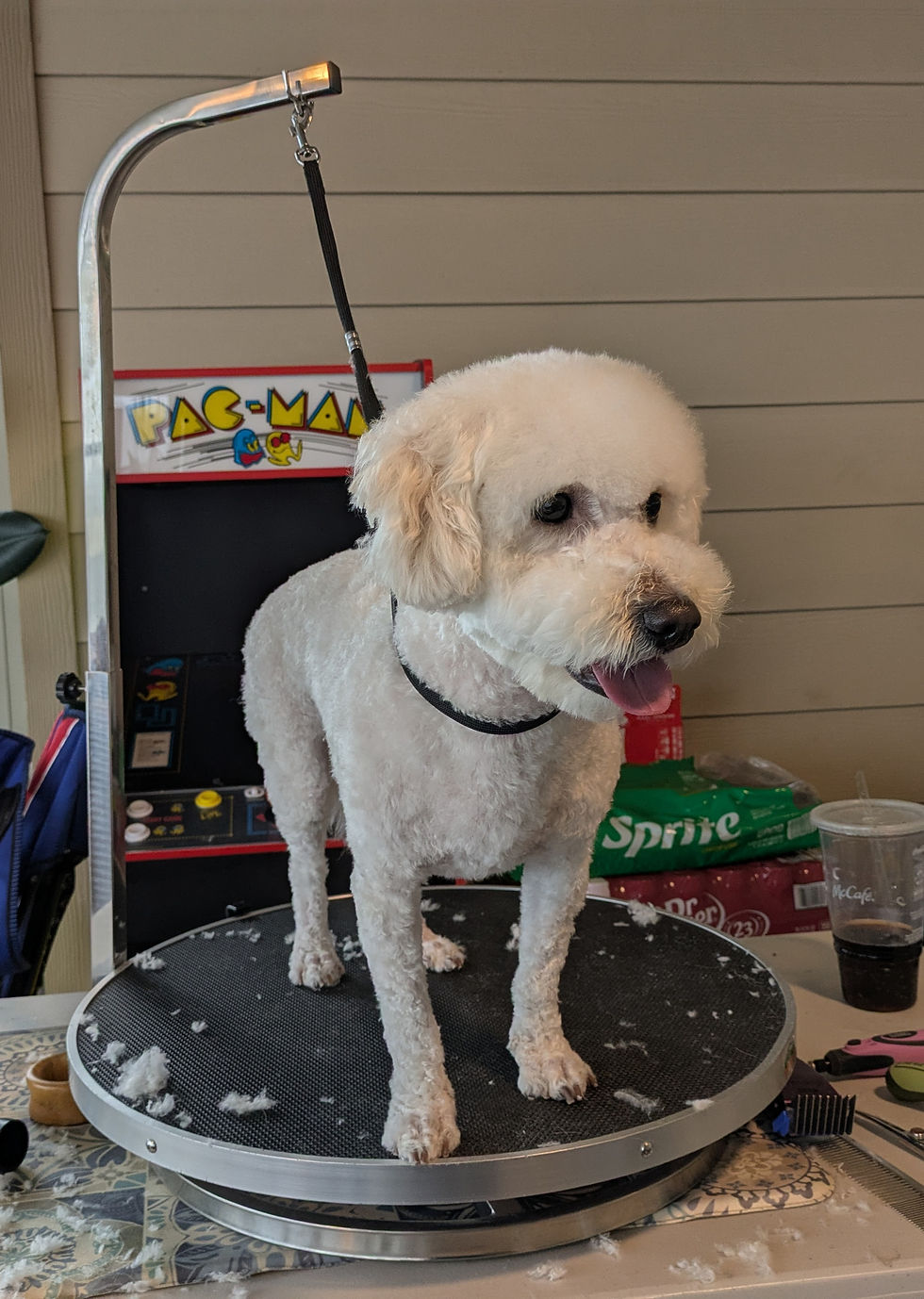 Bella the Poodle Mix