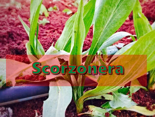 SCORZONERA!