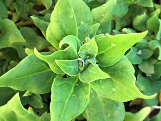 Tetragonia Tetragonioides: #pOrtoGuaceto