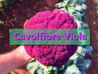 Cavolfiore Siciliano - #pOrtoGuaceto !