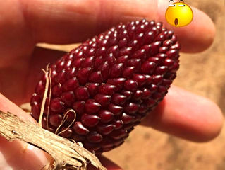 L'incantevole Mais Fragola: #pOrtoGuaceto
