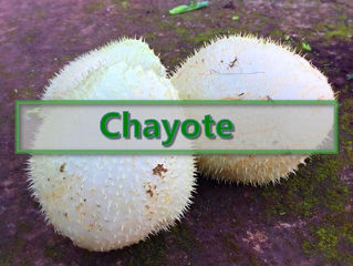 Chayote-#pOrtoGuaceto!