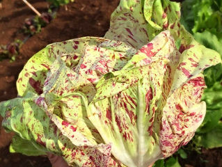 Luisa,Variegato del Veneto: #pOrtoGuaceto