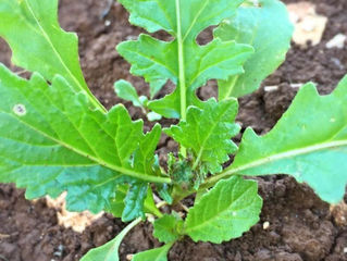 Rucola Wasabi! #pOrtoGuaceto