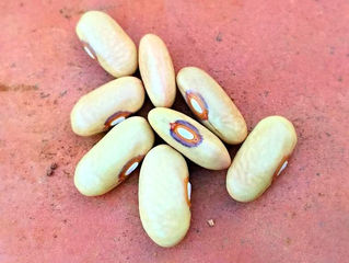 Antico Fagiolo di San Quirino: #pOrtoGuaceto