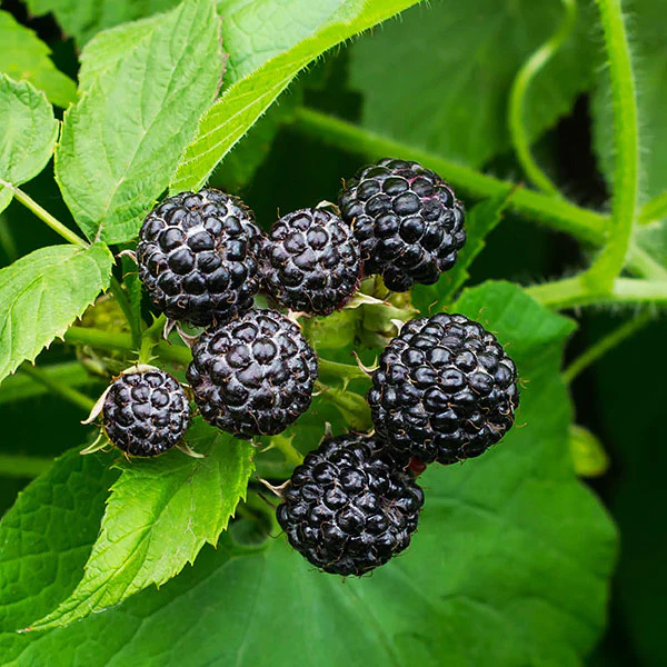 CommUnity Learning Day - Black Raspberry and Blackberry Briar with Pancho McFarland
