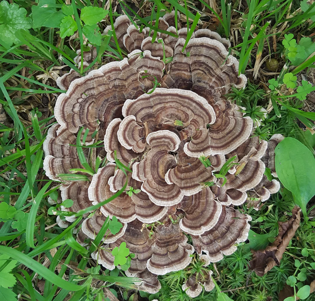 CommUnity Learning Day - Mushroom Inoculation with Chris Clouds