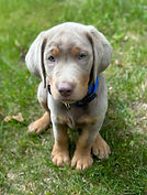 Riot puppy.jpeg