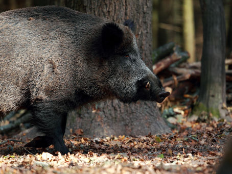 Dezember-Gewinnspiel: Ein unvergessliches Schwarzwild-Jagdwochenende als Dank für Ihre Treue!