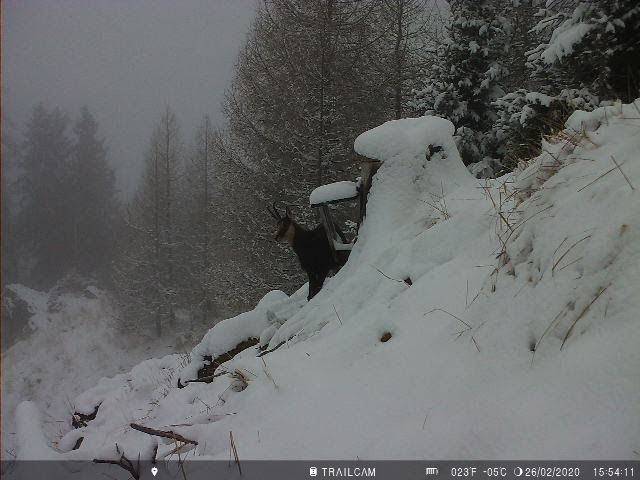 Einen Tag vor angekündigtem Schneefall montierten wir eine TRAILCAM an einem Gamsschlag