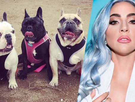 I rapitori dei cani di Lady Gaga sono stati arrestati