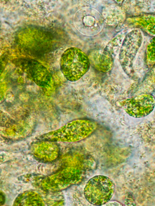 The Paradox of Plankton and its Importance for Biodiversity