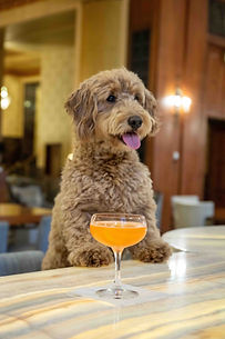 millie-cocktail-21-web.jpg