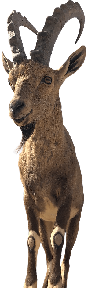 Ibex copy.png