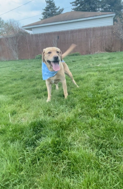 Thumbnail: DOG BANDANAS!