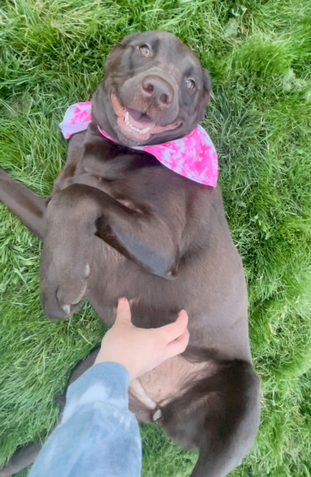 Thumbnail: DOG BANDANAS!