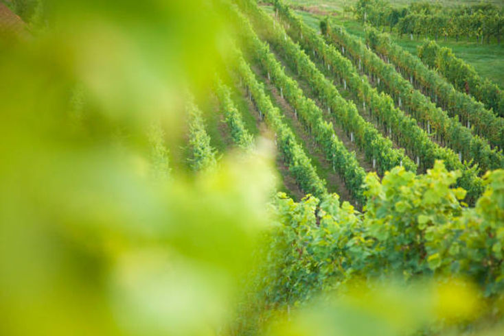 vines.jpg