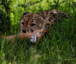 Cheetah with kill 2 Masai Mara March 26 _19A8103 (1)