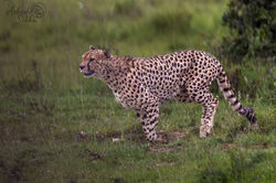 Cheetah Running 1 Masai Mara March 26 _19A8099 (1)