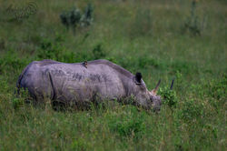 Black Rino 1 Masai Mara March 26 _29A9115
