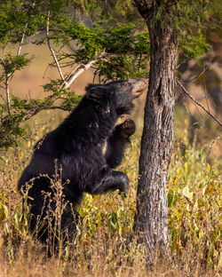 Sloth Bear 1 Panna Nov 25 _19A5177