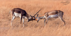 Black Buck 3 Bidar Feb 21  _A8A0474