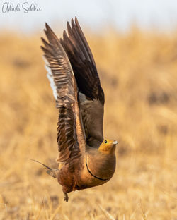Chestnut-bellied Sand grouse 4 _19A0935