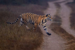 P141 Cub 4 Panna Nov 25 _19A3135