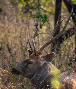 Sambar Deer 1 Panna Nov 25 _19A5463